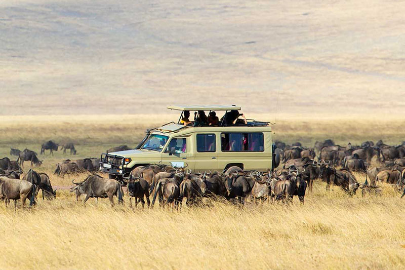 7 Days Tanzania (Serengeti) Safari & Zanzibar (Luxury Experience)